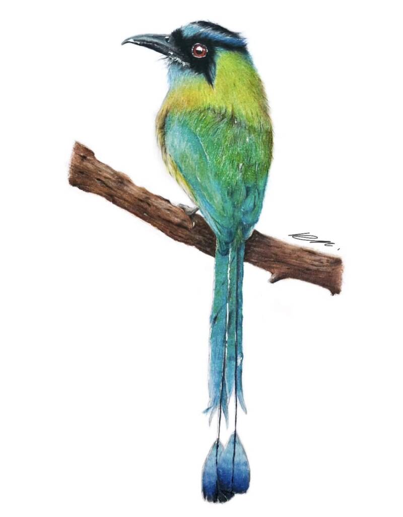 hooglandmotmot