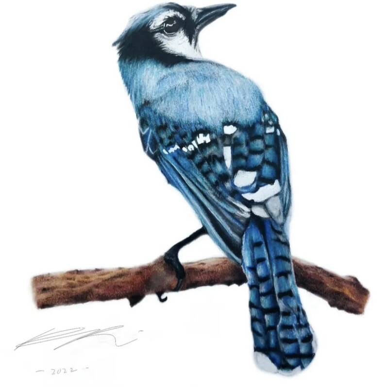 blauwe gaai