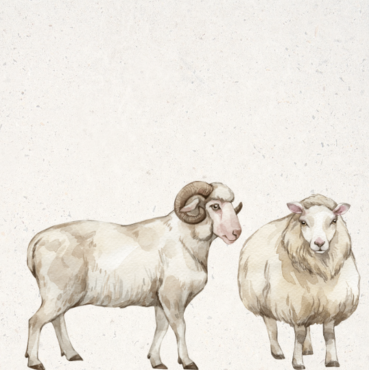 Schaap