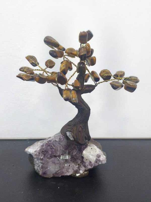 ARBOL DE OJO DE TIGRE