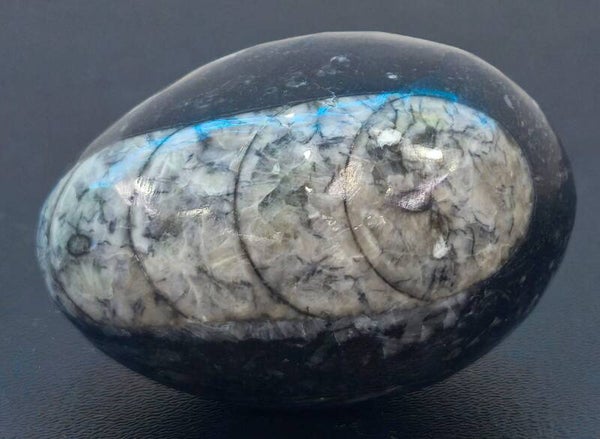 HUEVO FOSIL DE OCTOCEDA