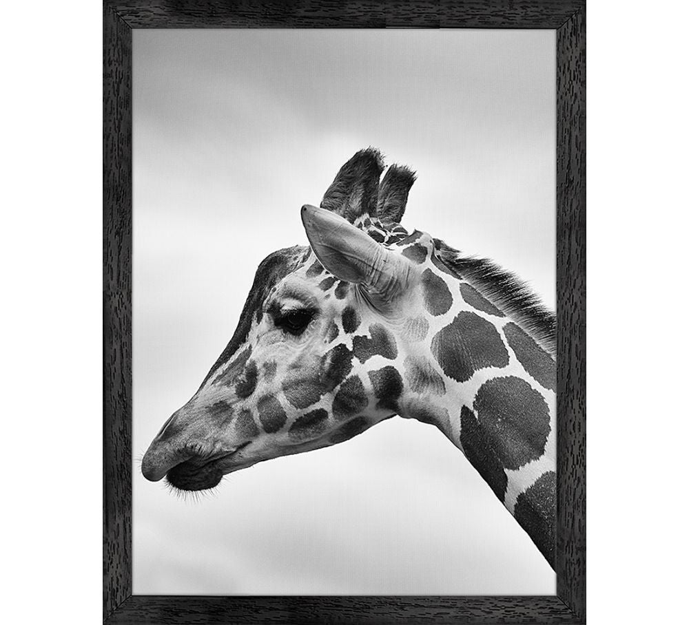 Poster | Giraffe | Giraffekop | Wanddecoratie | Met lijst | Zwart, wit | 30x37,5cm