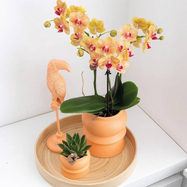 Beeld | Ornament | Toekan | Peach | Polystone | 8x8x30cm
