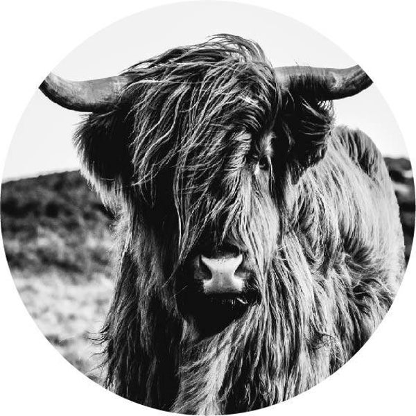 Muurcirkel | Schots Hooglander | Zwart | Wit | Forex | 30cm