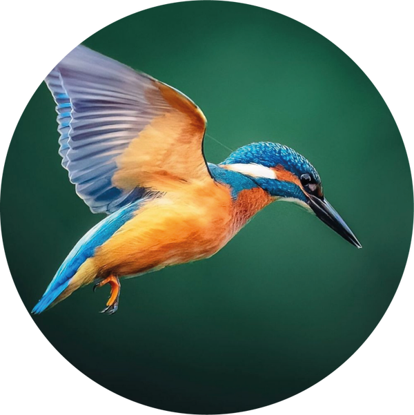 Wandcirkel IJsvogel in Vlucht – Ronde Forex Decoratie Ø25 cm