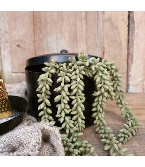 Erwtenplantje groen (groot of klein)