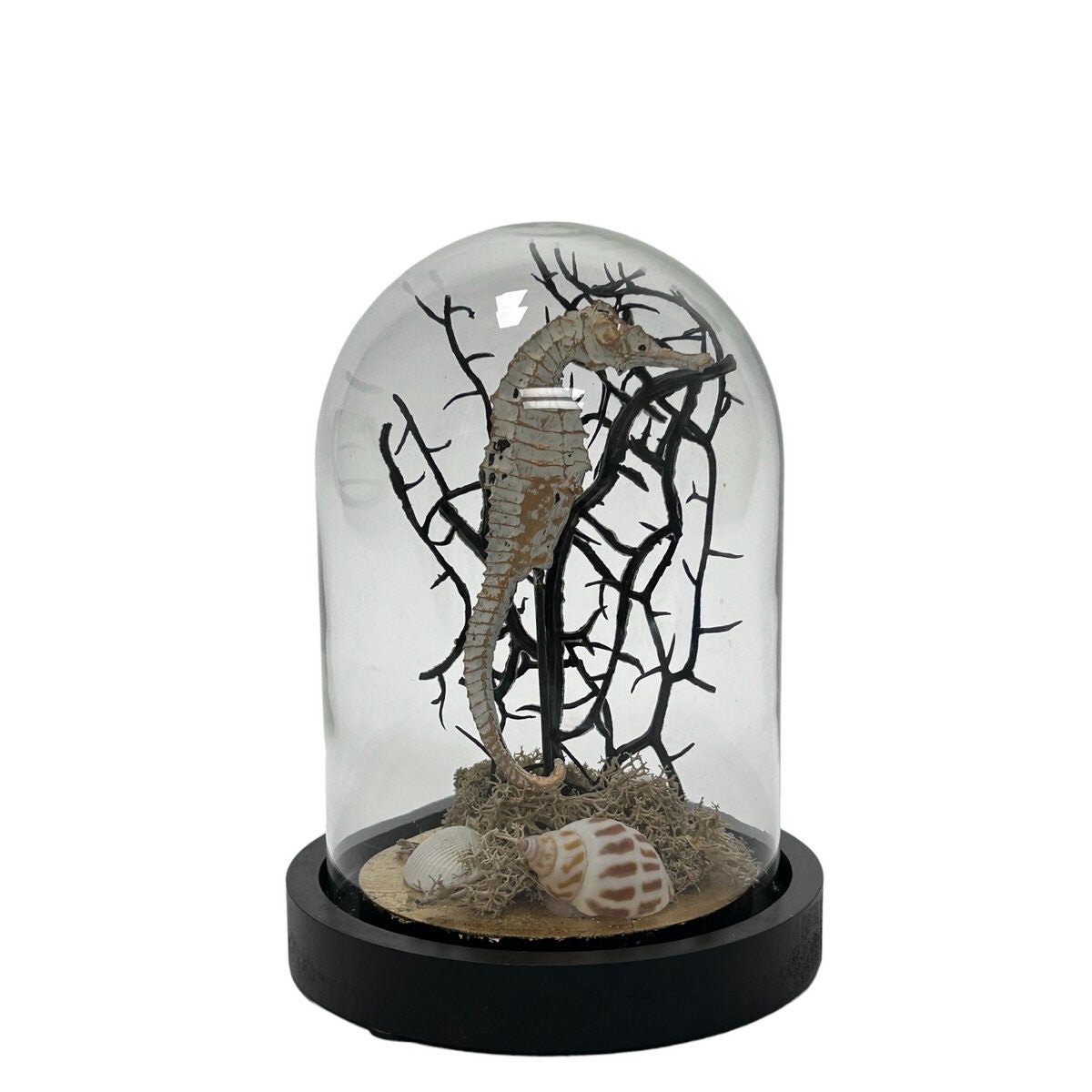 Stolp | Zeepaard | Glas | Hout | 12x12x17cm