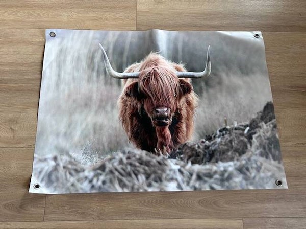 Tuinposter Schotse Hooglander