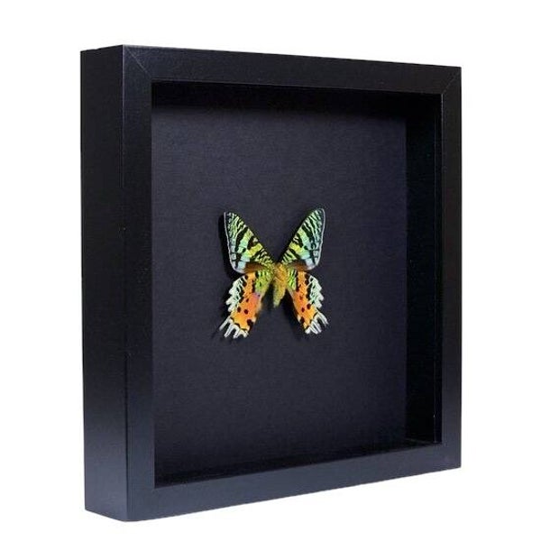 Vlinder | Urania Ripheus | Zwarte Lijst | 25cm x 25cm