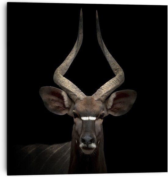 Wanddecoratie | Poster | Antilope | MDF | 30x30cm