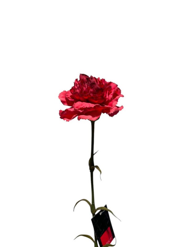 Zijdenbloem | Kunstbloem | Anjer | Rood | Colmore | 60cm