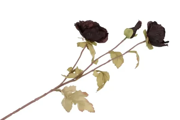 Zijdenbloem | Papaver | Zwart | 76cm