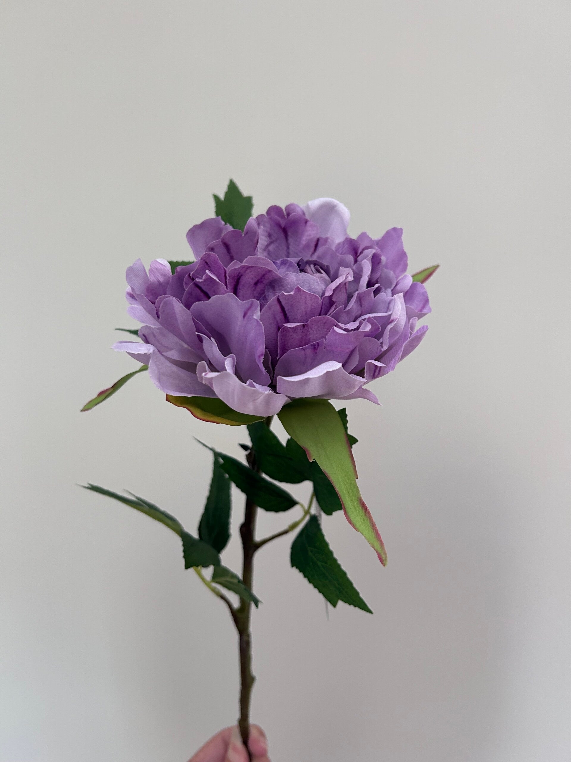 Zijdenbloem | Pioenroos | Paars | Colmore | 65cm