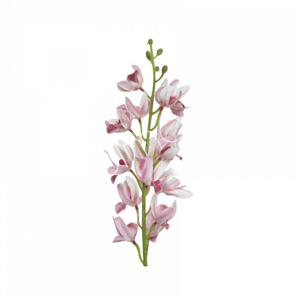 Zijdenbloem Colmore roze / witte orchidee (78cm)