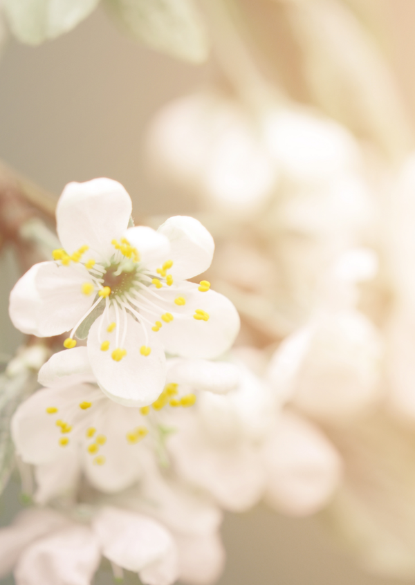 ansichtkaart bloesem