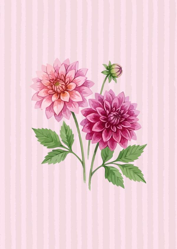 ansichtkaart roze dahlia's op strepen