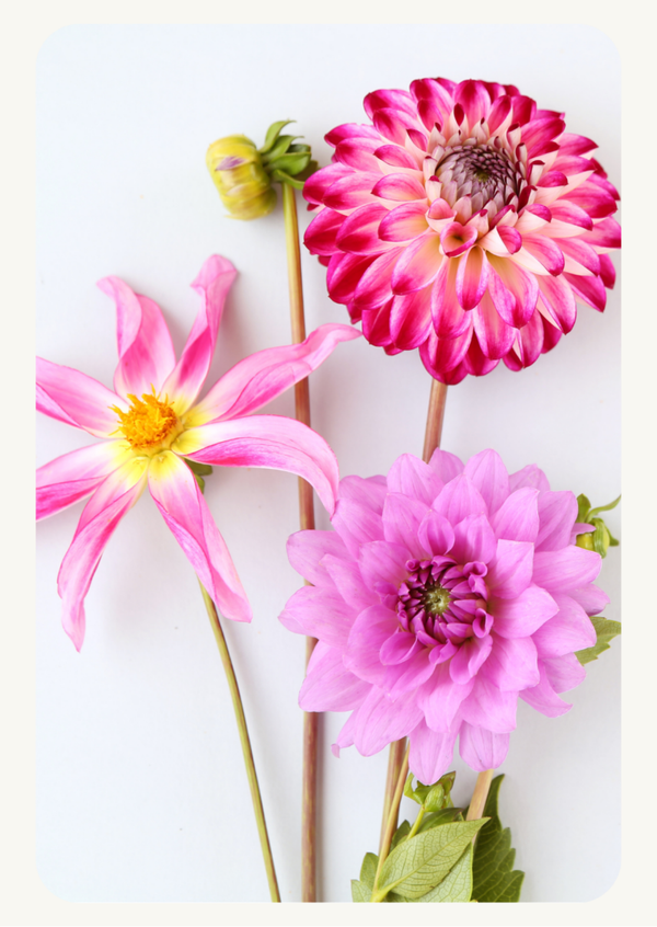 ansichtkaart dahlia's roze