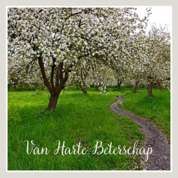 Wenskaart Beterschap bloesem bomen.