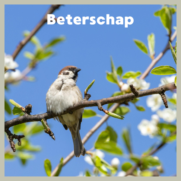 wenskaart beterschap musje COMING SOON