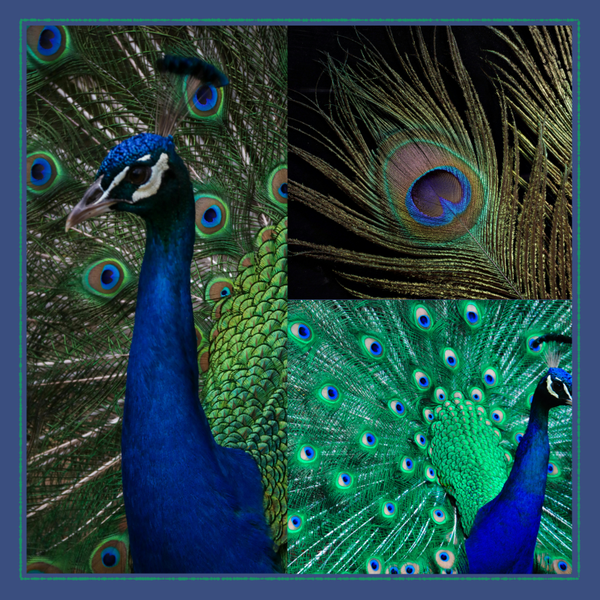 wenskaart pauw COMING SOON