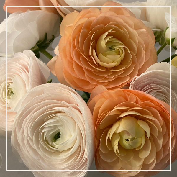 Wenskaart ranonkels oranje/wit