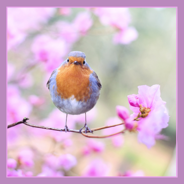 Wenskaart roodborstje met bloesem