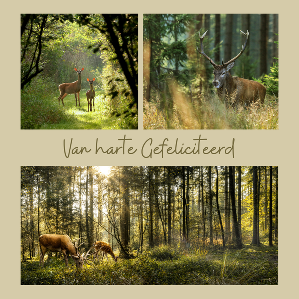 Wenskaart van harte gefeliciteerd herten BINNENKORT WEER OP VOORRAAD