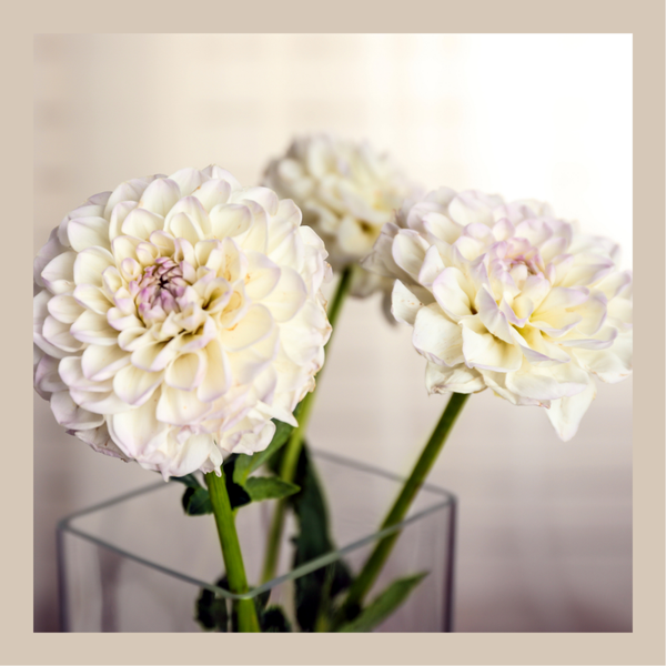 wenskaart witte dahlia's COMING SOON