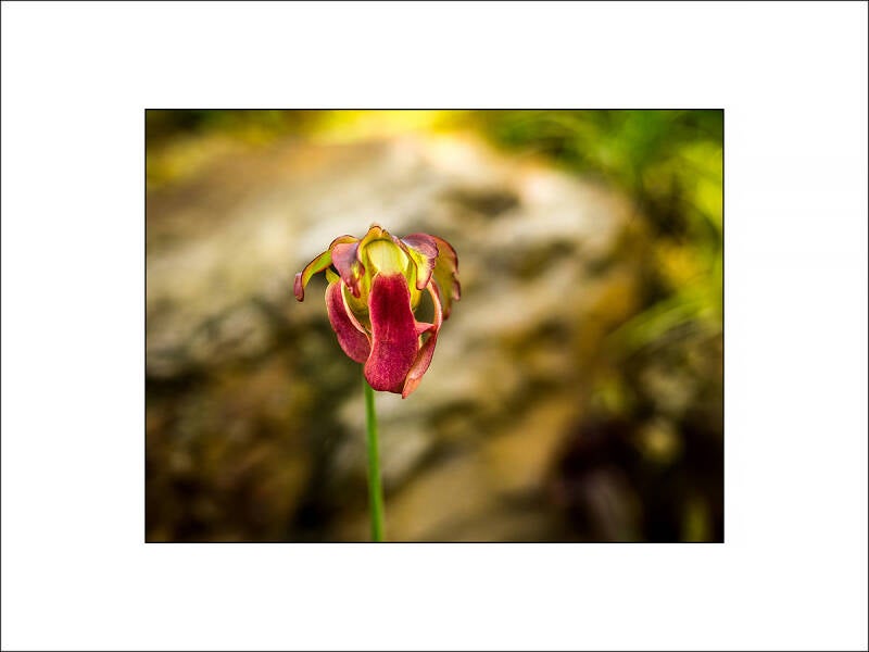 0dil0046-standard-a0e5a6.jpg
