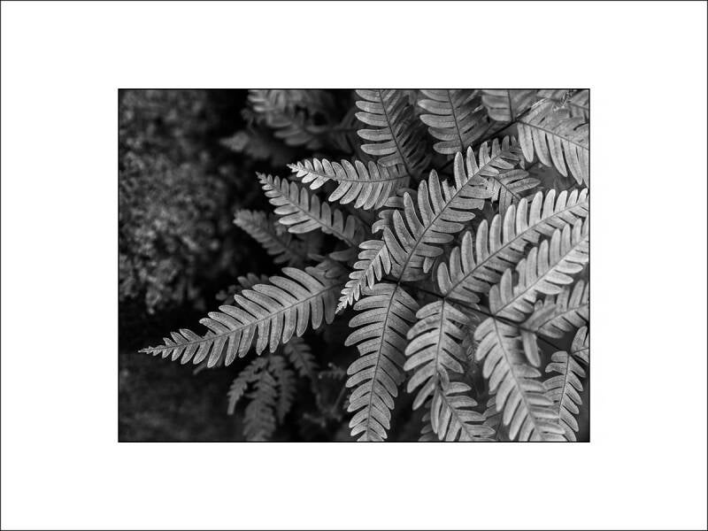 0dil0169-standard-lxm3b2.jpg