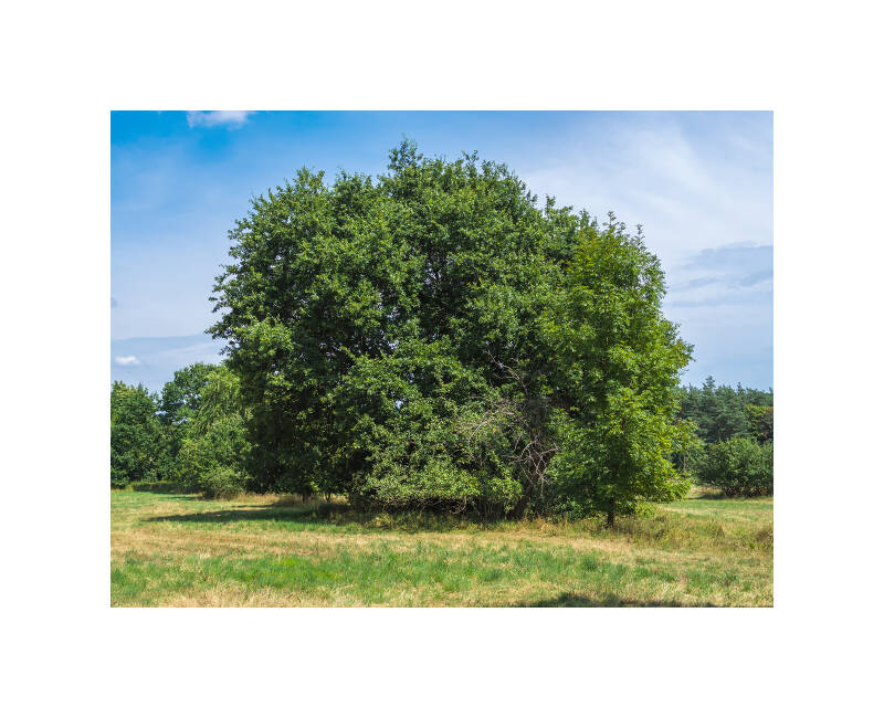 0e041711f-standard.jpg