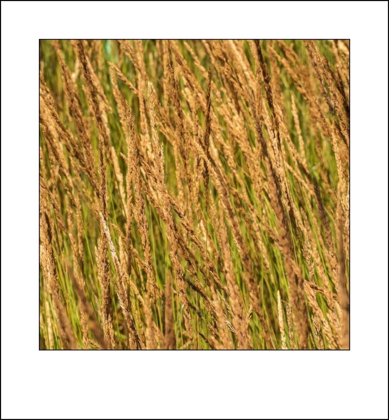 0e290094f-standard.jpg
