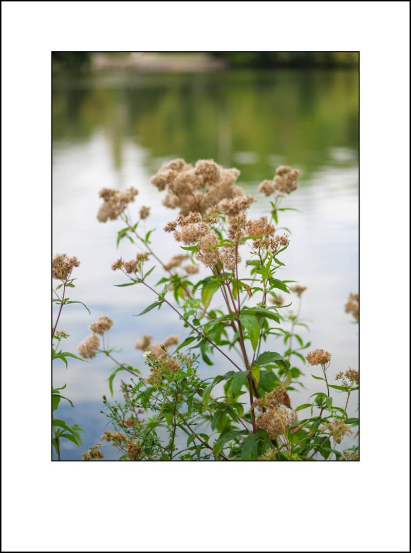 20012f-standard.jpg