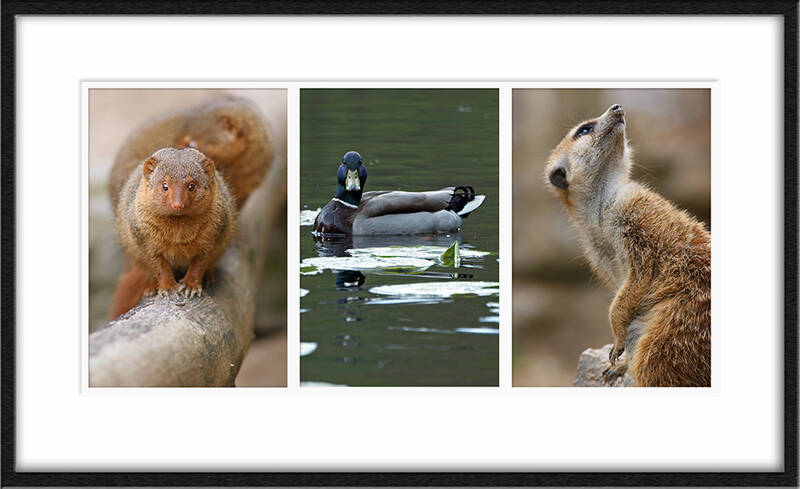 animals1r-standard-r89zt6.jpg