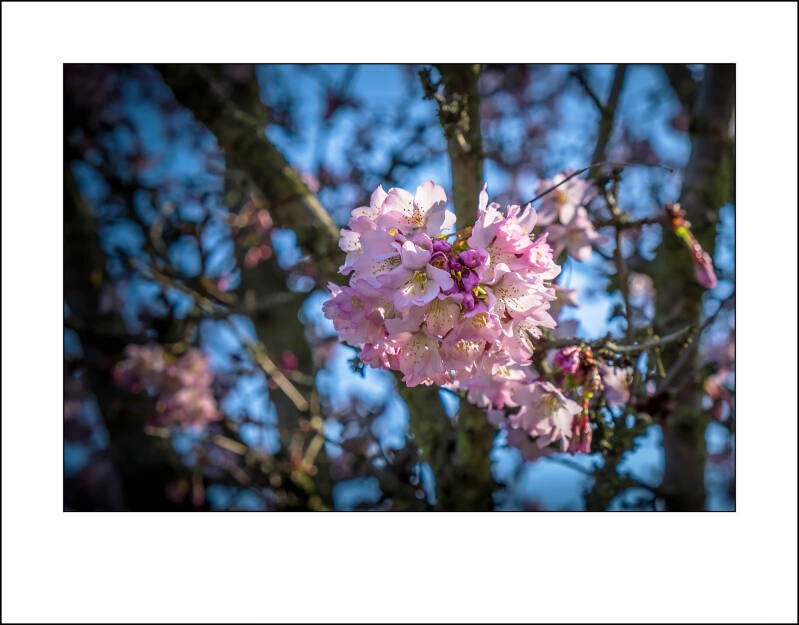 dscf0052f-standard-sn4m4r.jpg