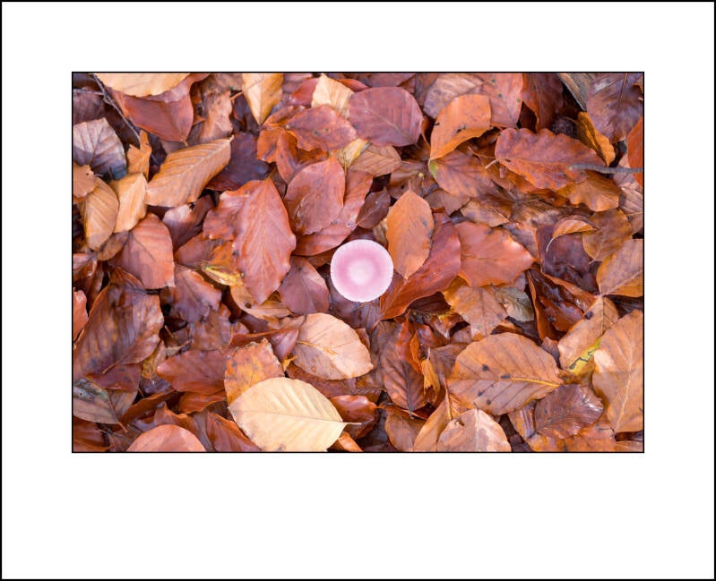 dscf0174f-standard.jpg