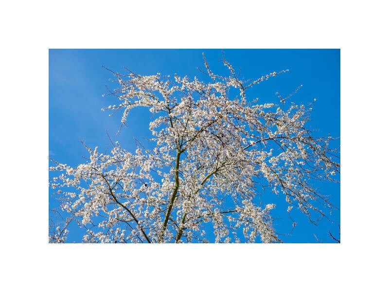 dscf0223f-standard-oavrxd.jpg