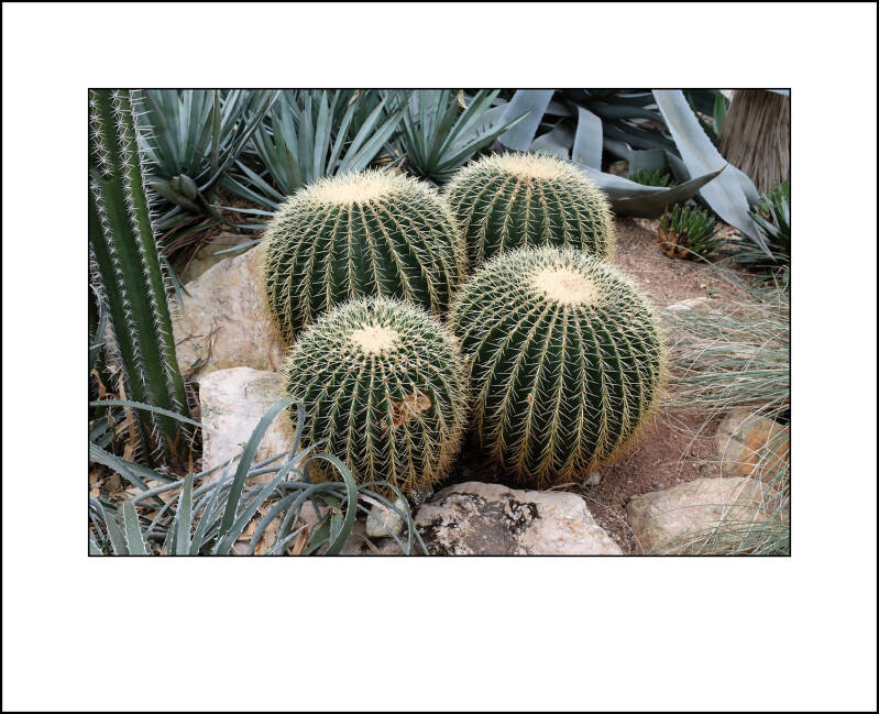 dscf0239f-standard.jpg