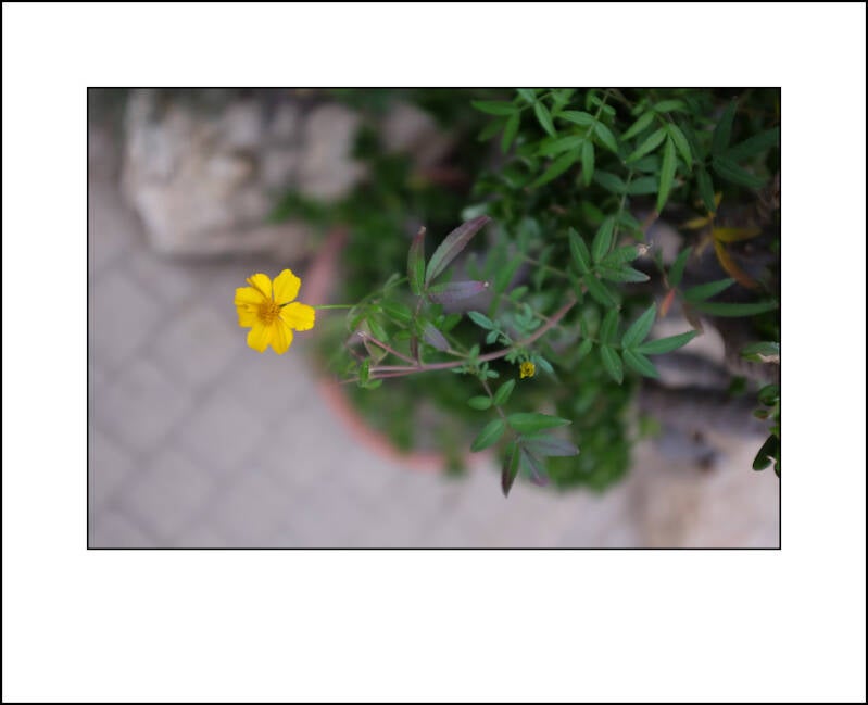 dscf0260f-standard.jpg