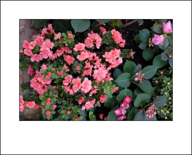 dscf0285f-standard.jpg