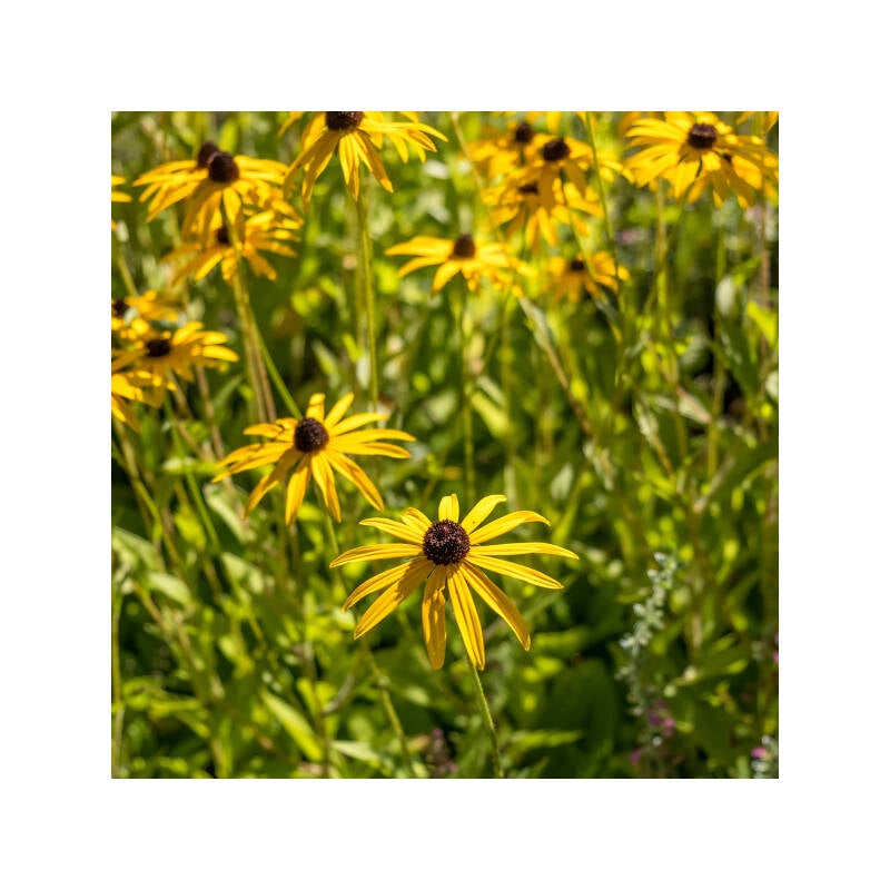 dscf0290f-standard-i82ig4.jpg