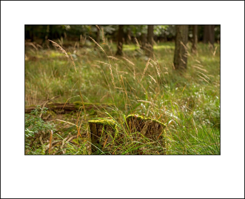 dscf0348f-standard.jpg