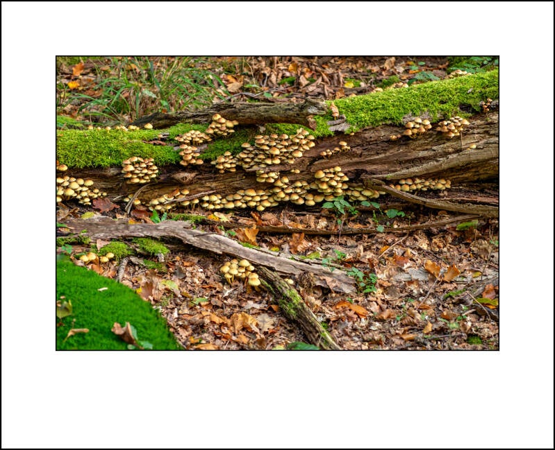 dscf0382f-standard.jpg