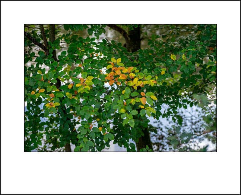 dscf0396f-standard.jpg