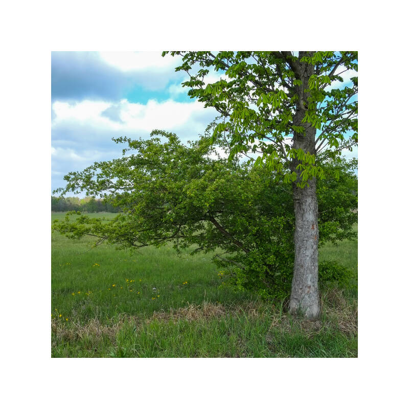 dscf1786f-standard.jpg