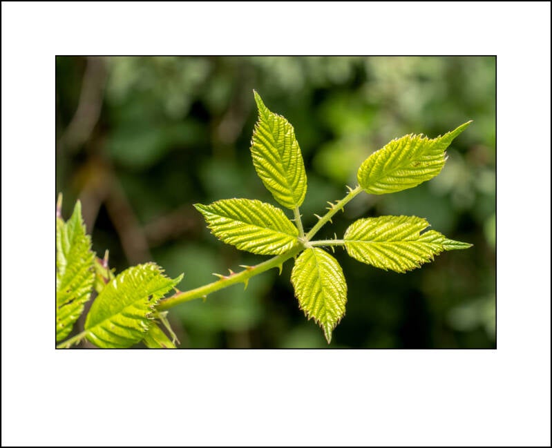 dscf2668f-standard-tyilds.jpg