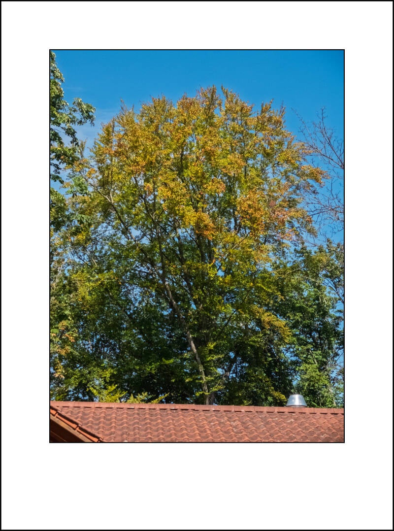 dscf5001f-standard.jpg