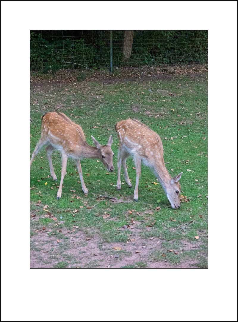dscf5058f-standard.jpg