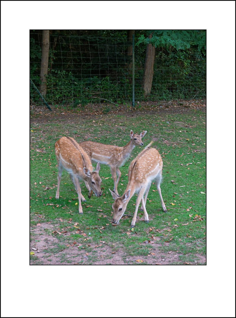 dscf5059f-standard.jpg