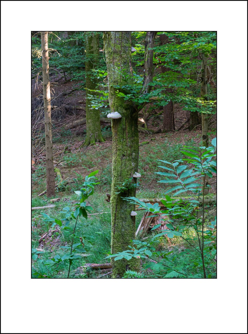 dscf5075f-standard.jpg
